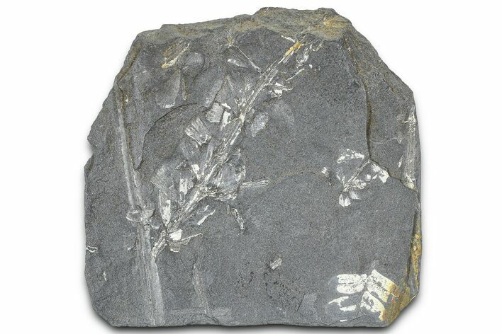 Fossil Seed Fern (Sphenophyllum & Pecopteris) Plate - Pennsylvania #360495